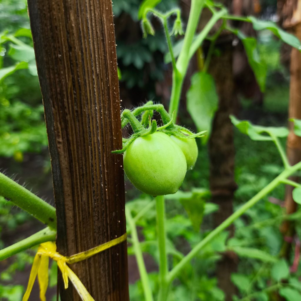 remove early tomatoes from plants
