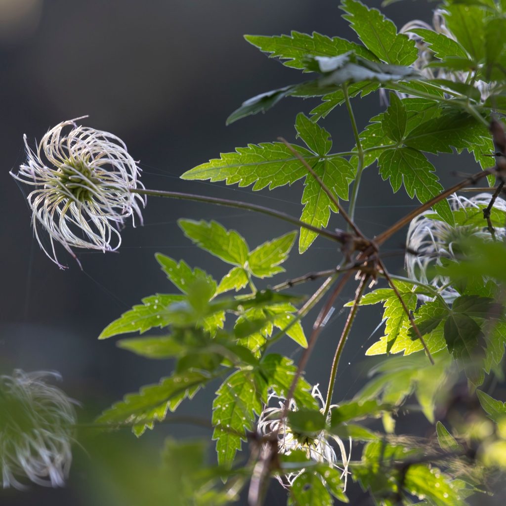 clematis to bloom a second time