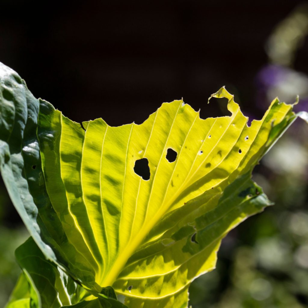 summer hosta care